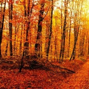 Meet your Posher, Evie